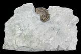 Flexicalymene senaria Trilobite - Ontario #107505-1